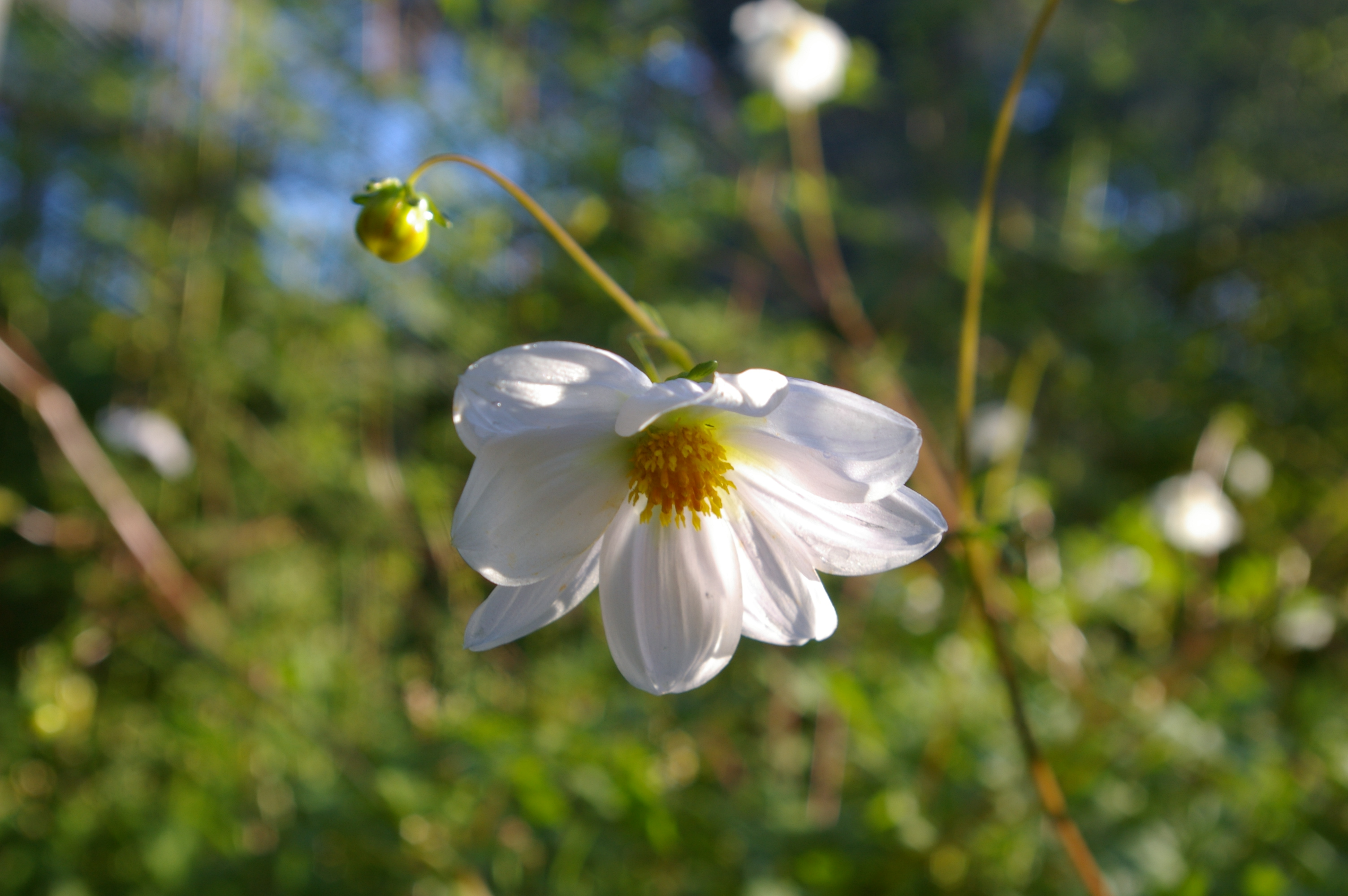 Vorschaubild Dahlia merckii Lehm. var. albiflora